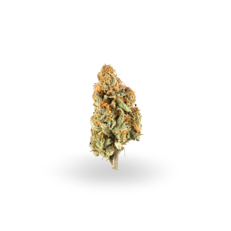 Barry Bonds - Sativa